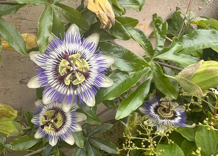 Marval Holiday home *